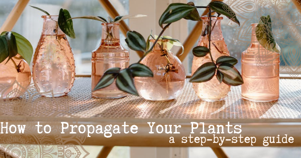 image of plant cuttings in jars, says: How to Propagate Your Plants, a step-by-step guide