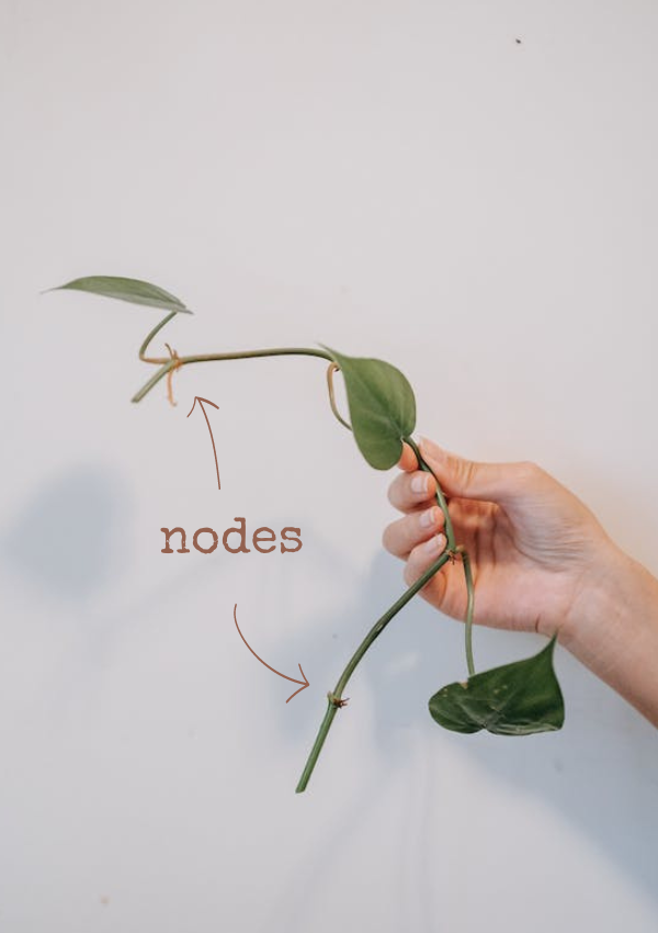 image of a house plant, pointing to labeled nodes, helping you know how to find them
