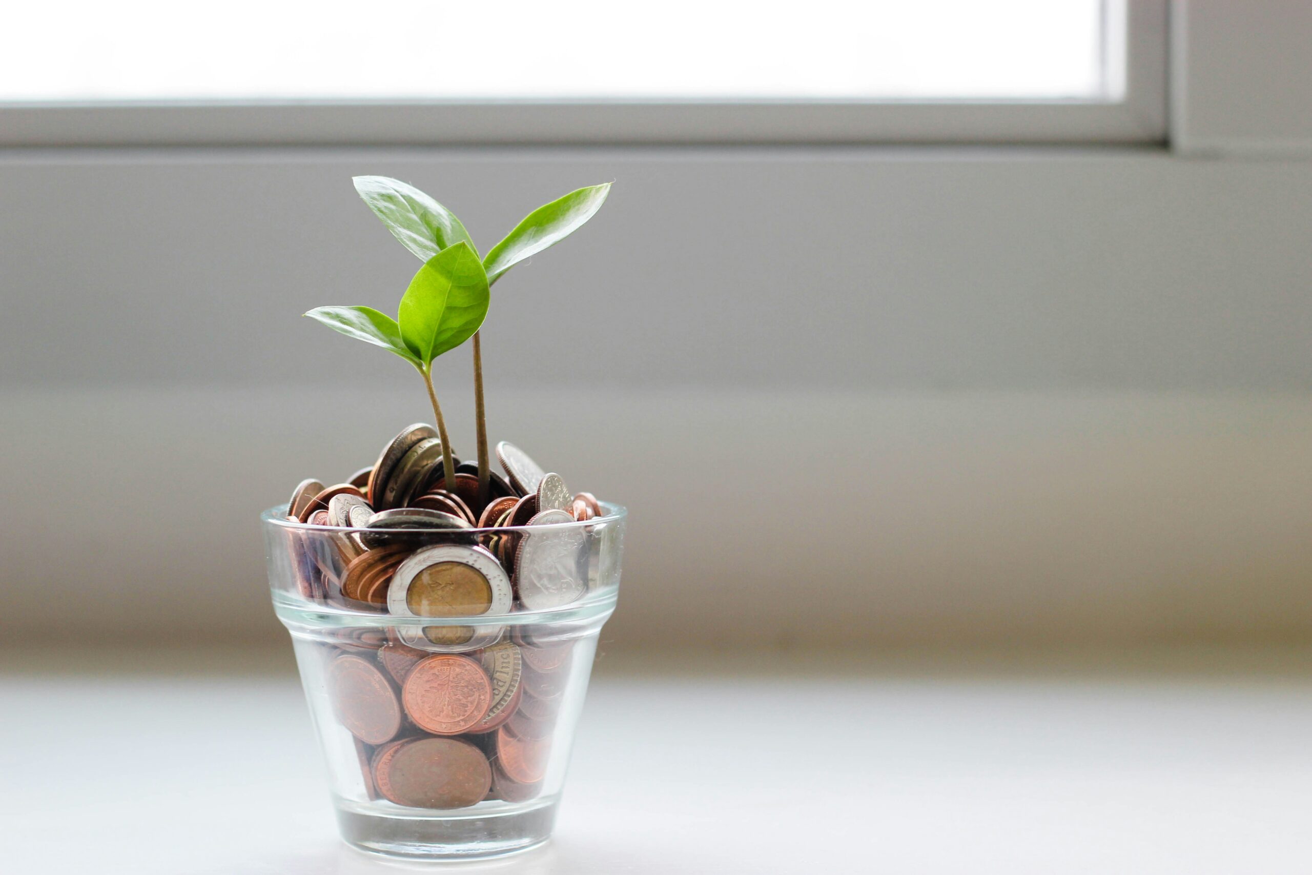 A plant growing out of a pot with coins as the soil.