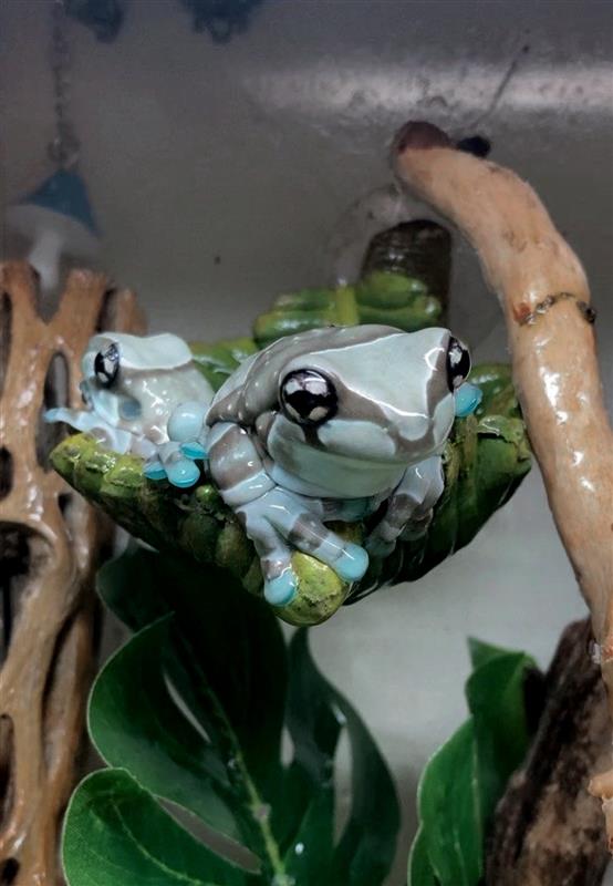 Amazon Milk Frog Care Guide