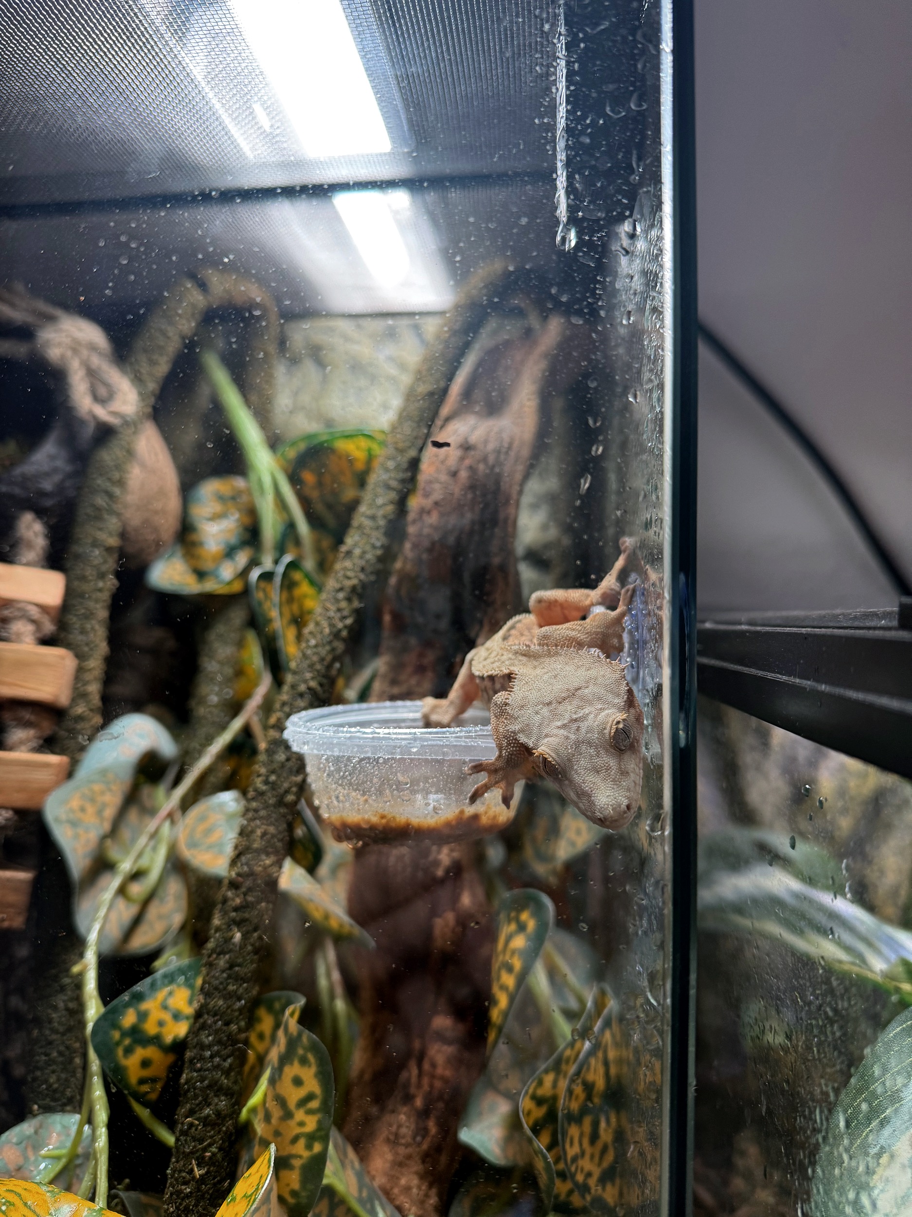 Crested Gecko Care Guide