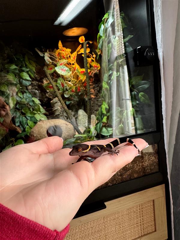 Chinese Cave Gecko Care Guide