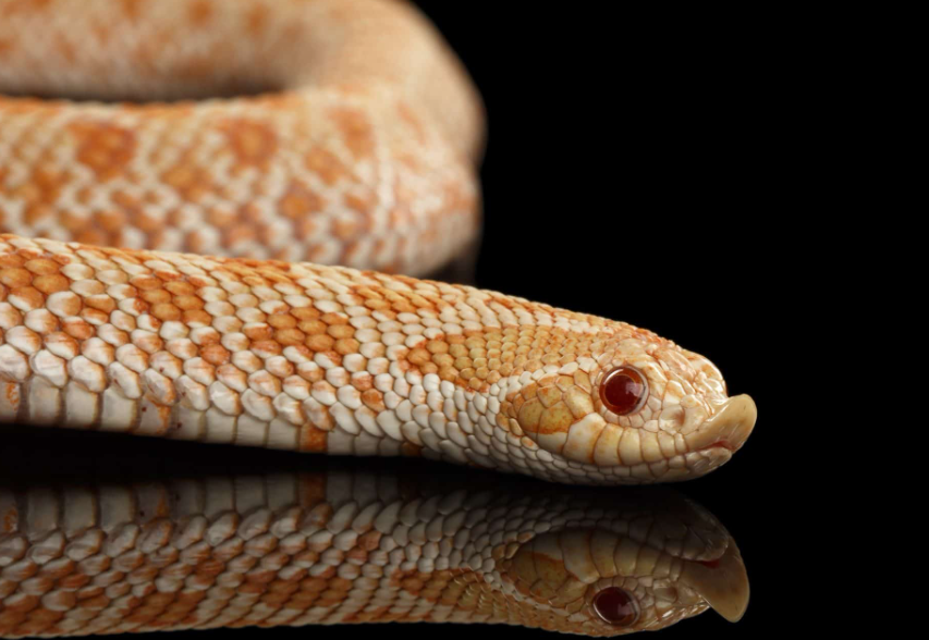 Western Hognose Snake Care Guide