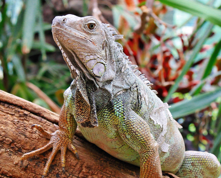 Which Reptile is Right for You?